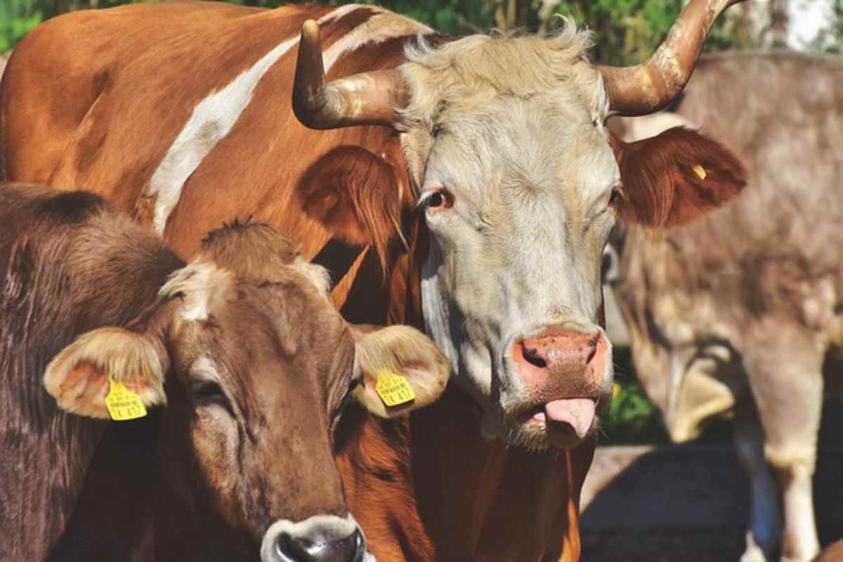 mucche in allevamenti intensivi