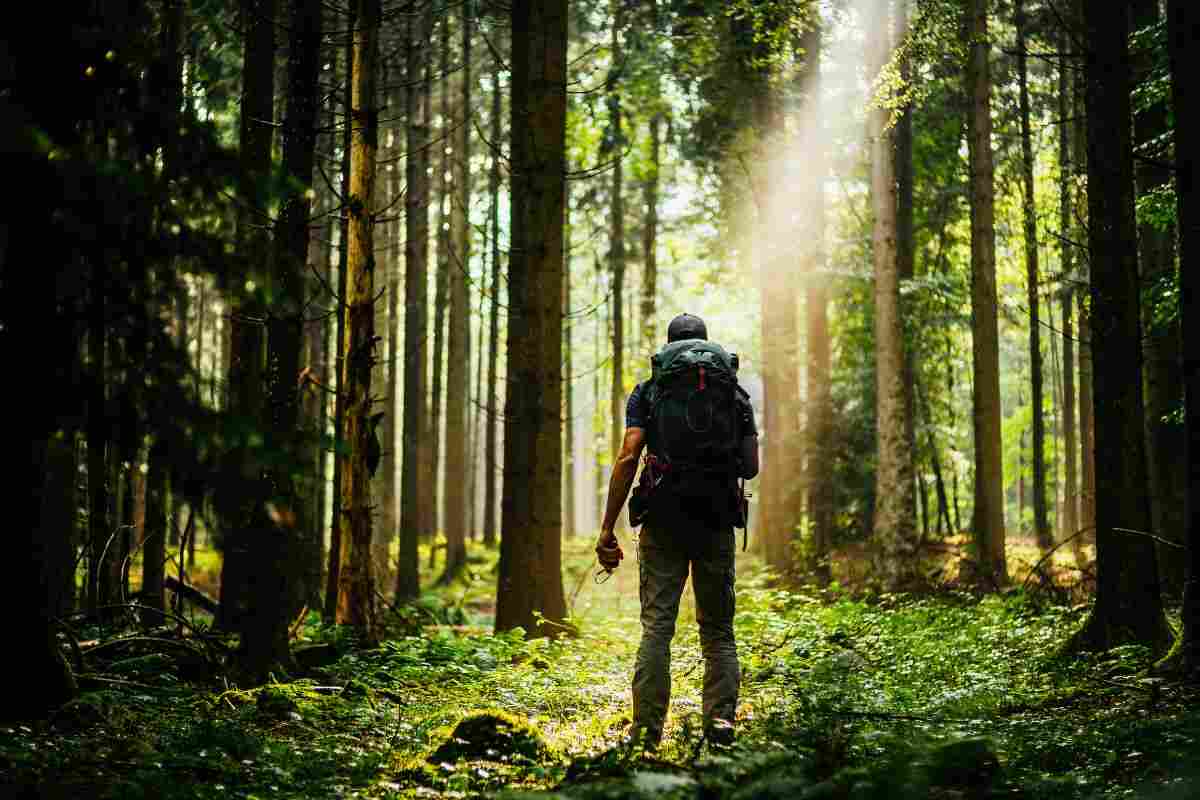 Escursione nel bosco