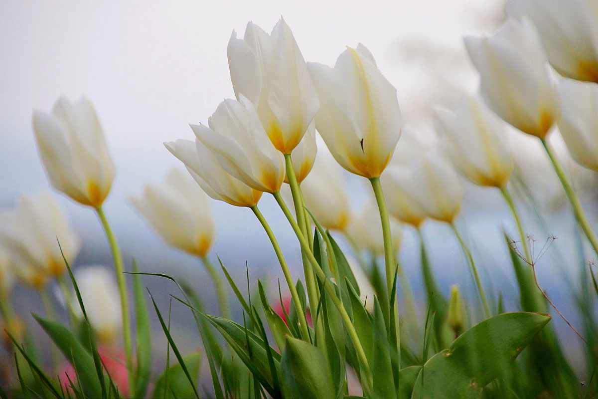 fiori bianchi giardino 