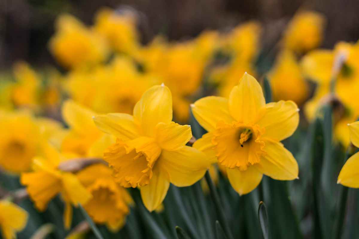 bulbi per la primavera