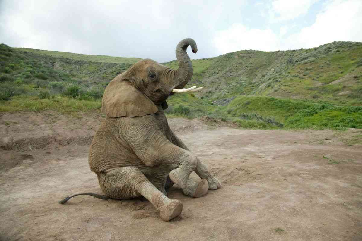 Elefante seduto a terra