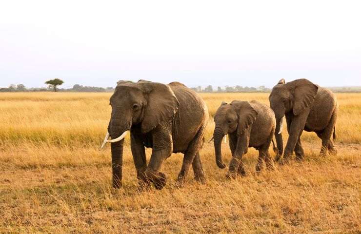 Elefanti che si muovono in fila