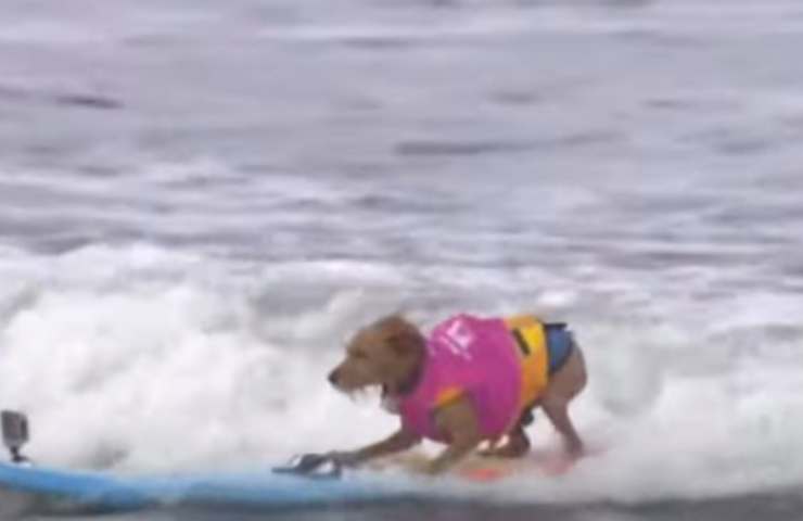 Cani surfisti