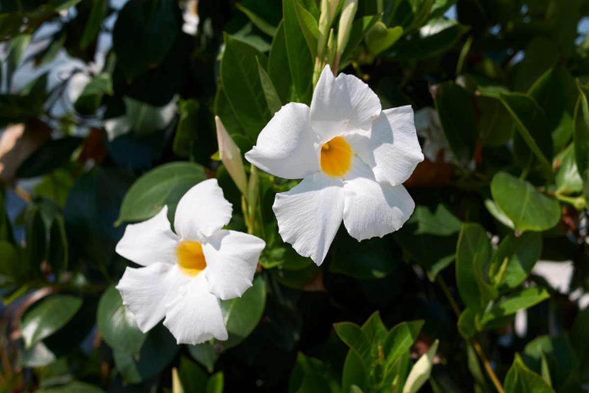 dipladenia bianca