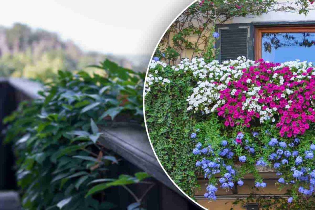 Questa pianta rampicante è in fiore tutto l'anno: perfetta per decorare ...
