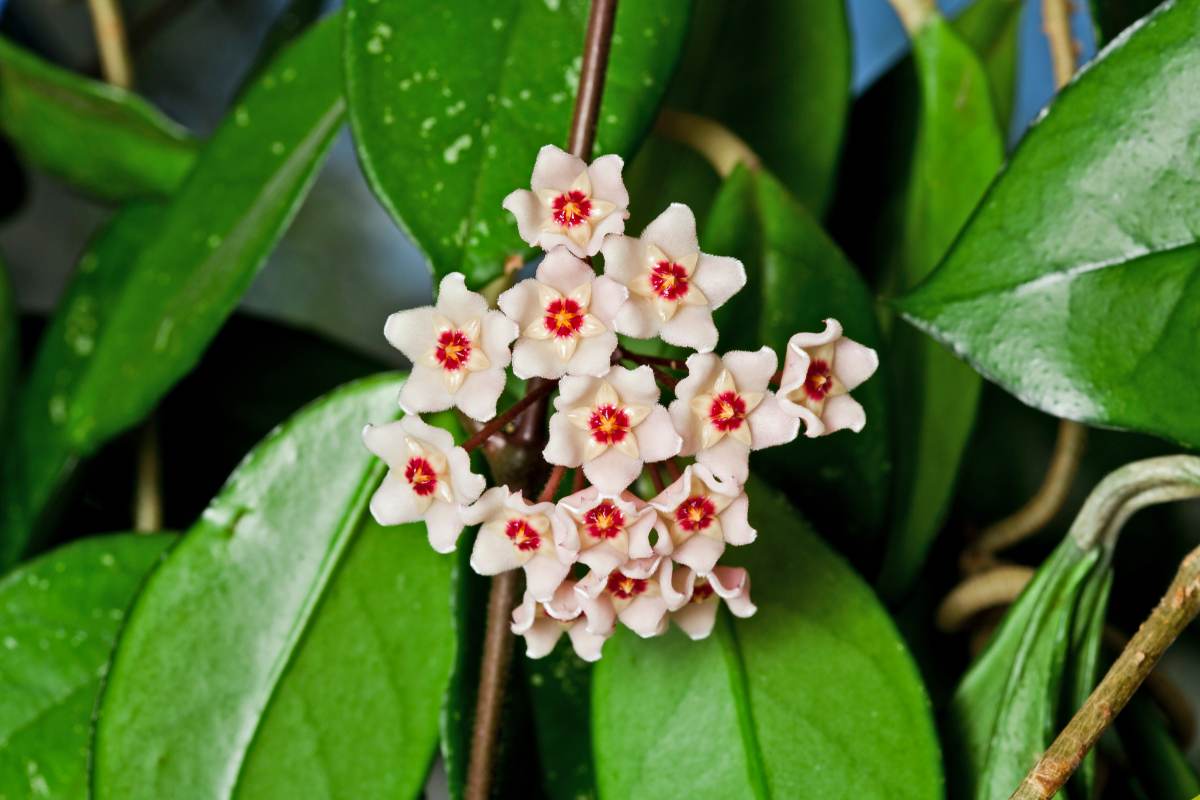 Hoya Carnosa Con I Suoi Fiori Di cera Rende Il Giardino Splendido Hoya Carnosa Con I Suoi Fiori Di cera Rende Il Giardino Splendido