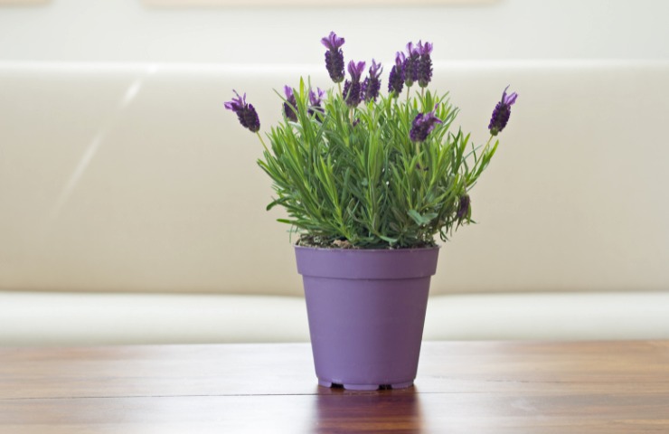 Pianta di lavanda
