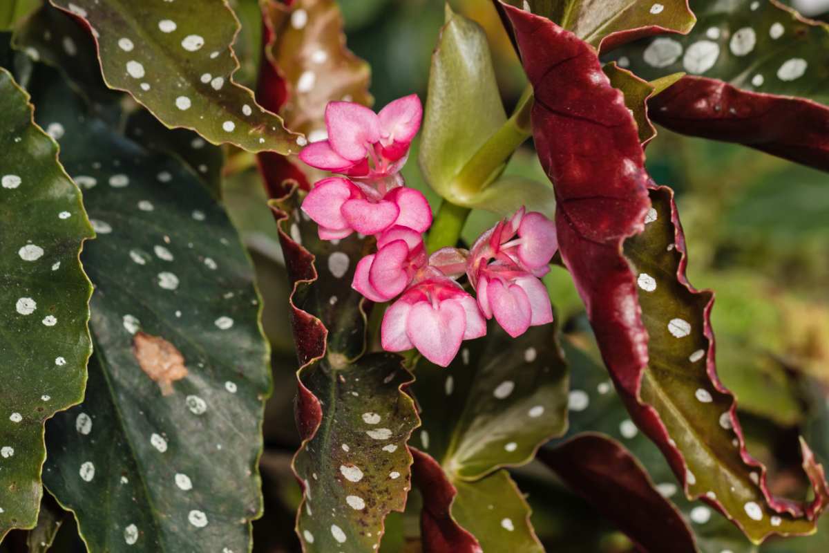 Begonia maculata fiorita