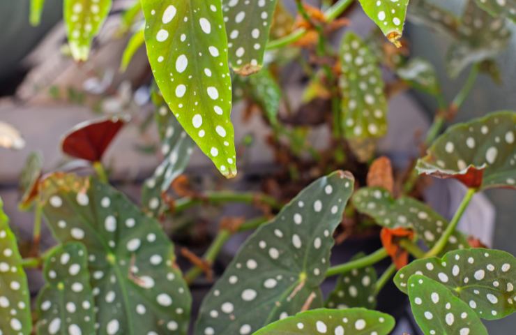 Begonia maculata