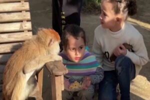 bambini di gaza giocano con una scimmia