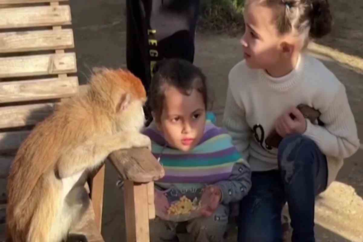 bambini di gaza giocano con una scimmia