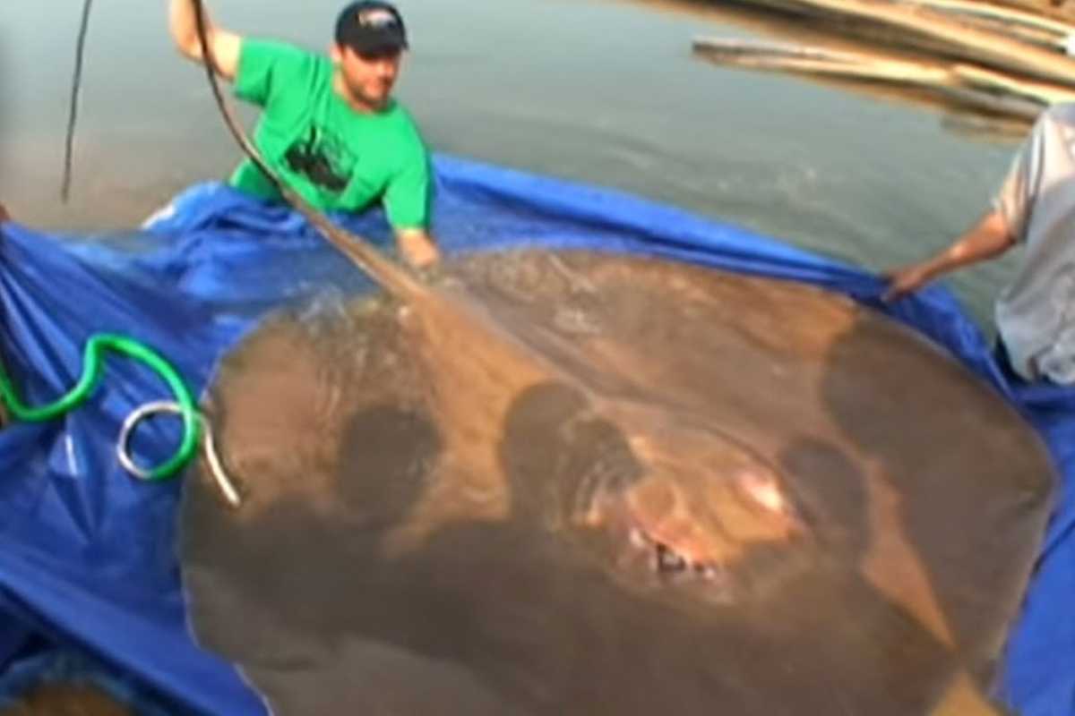 un uomo alle prese con una pastinaca gigante