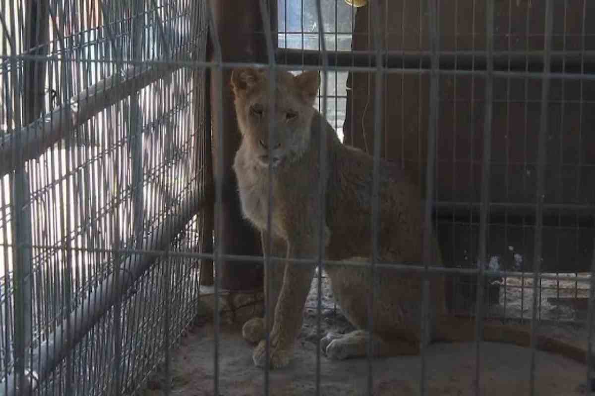 un leone nello zoo di rafah