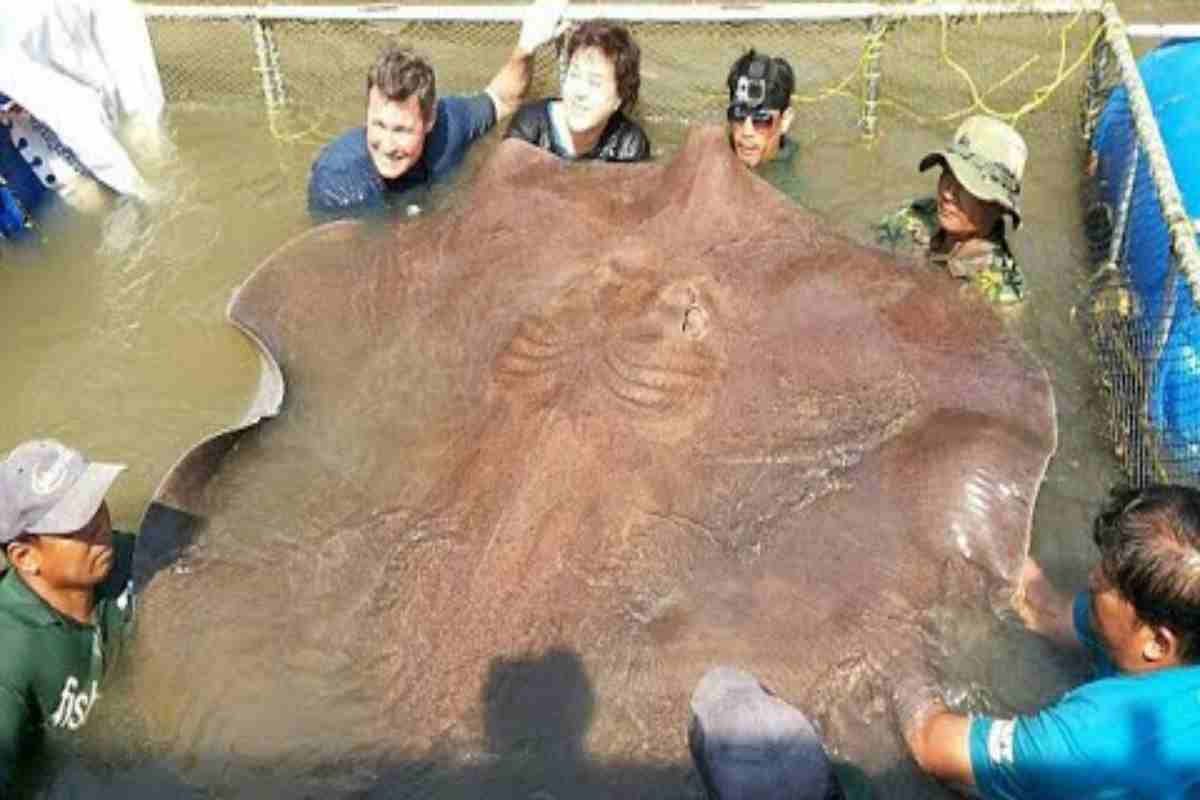 persone con una pastinaca gigante dopo la cattura