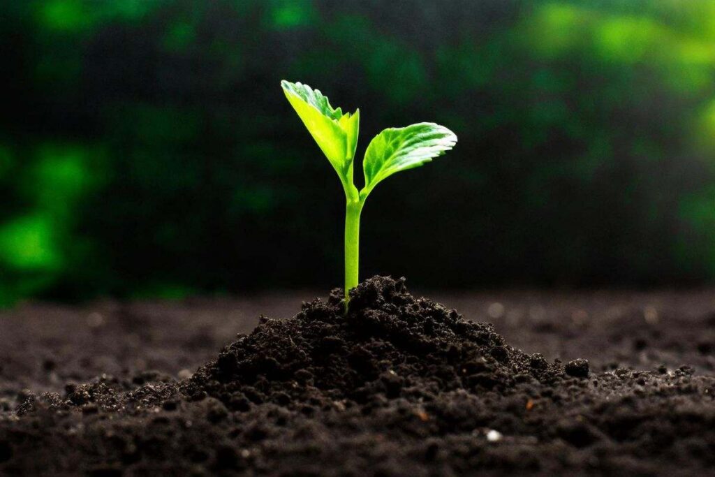 Il pianeta invisibile sotto i nostri piedi: la biodiversità del suolo può ancora salvare la Terra