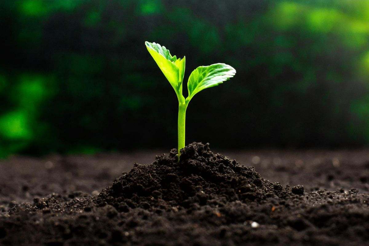 Il pianeta invisibile sotto i nostri piedi: la biodiversità del suolo può ancora salvare la Terra