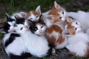 Europa, rivoluzione animale: microchip obbligatori, stop agli allevamenti estremi e nuove regole sui trasporti
